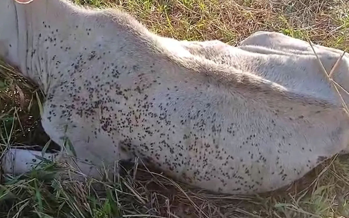Pecuaristas relatam prejuízos com morte de animais após ataques da mosca-do-estábulo no noroeste de SP