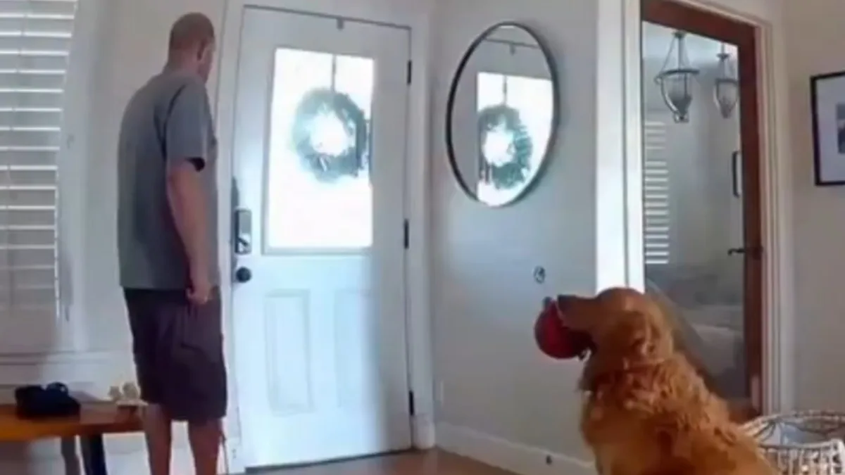Vídeo: Golden retriever protagoniza cena inusitada após homem invadir casa nos EUA Vídeo: Golden retriever protagoniza cena inusitada após homem invadir casa nos EUA