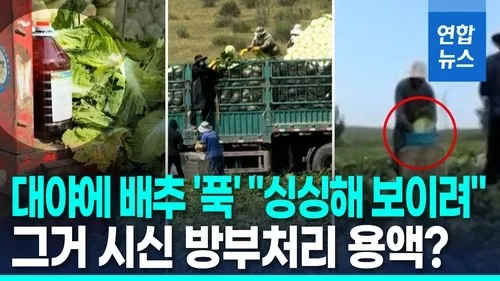 대만 정치인 "중국산 포름알데히드 배추 수입 가능성" 주장