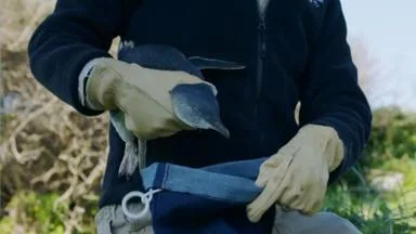 Impfung von 5.000 Pinguinen auf Phillip Island