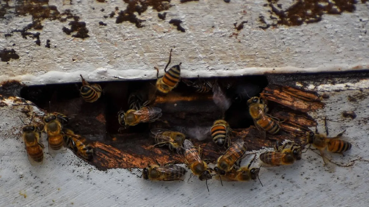 Regreso a clases sin miel: Ataque de abejas deja 14 estudiantes heridos en secundaria de Coyoacán
