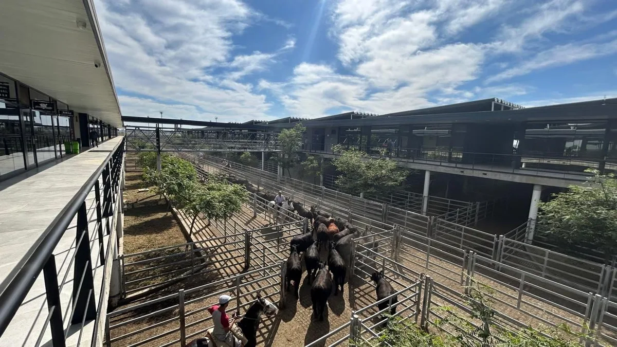 Vacunos: demanda tranquila y precios en baja en el Mercado Agroganadero de Cañuelas