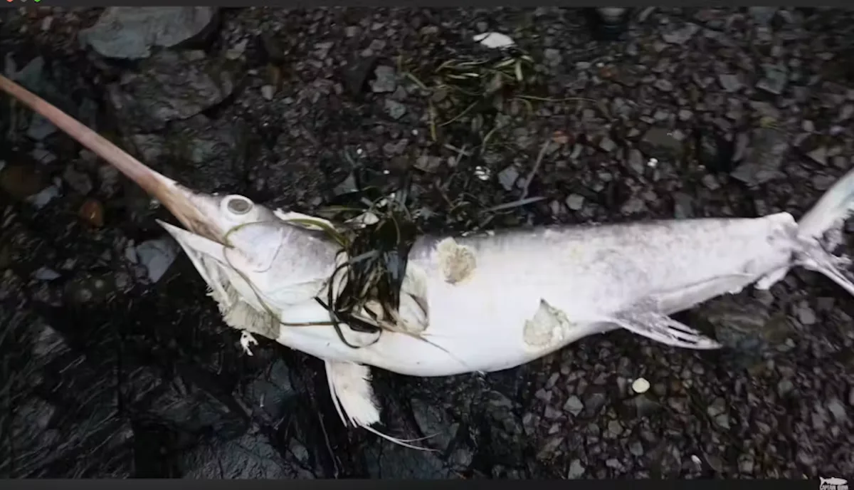 What a swordfish washing up on British Columbia’s coast says about our changing oceans