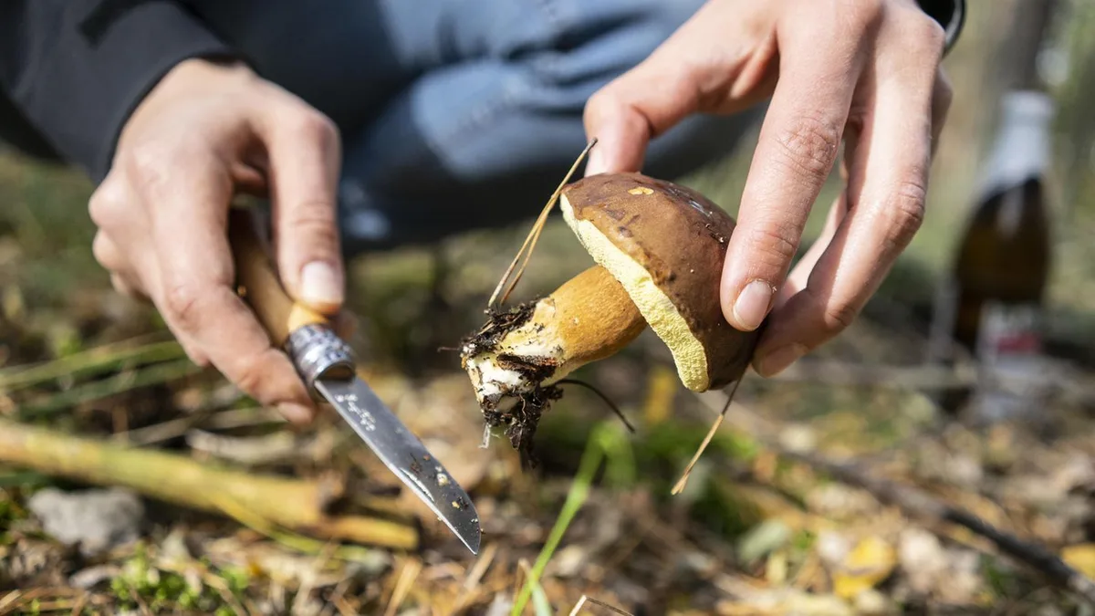 Naturgut: Pilze sammeln, aber richtig: Diese fünf Regeln sind in Wald und Flur wichtig