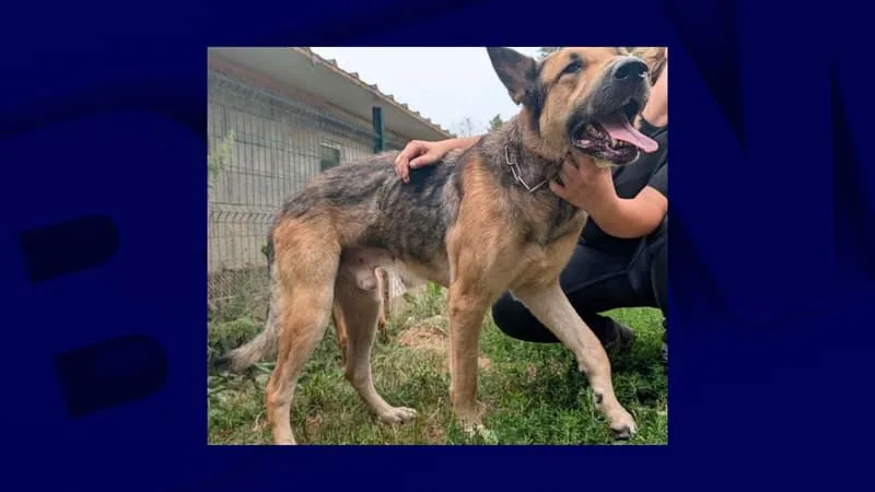 Un chien saute du troisième étage, les autorités découvrent une dizaine d'animaux dans un appartement "dans un état d'insalubrité préoccupant"