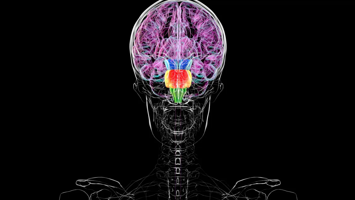 Contrary to some reports, you don't have two brains
