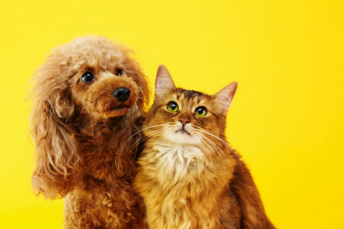Luto pet: para o cérebro, perder um animal é como perder um familiar