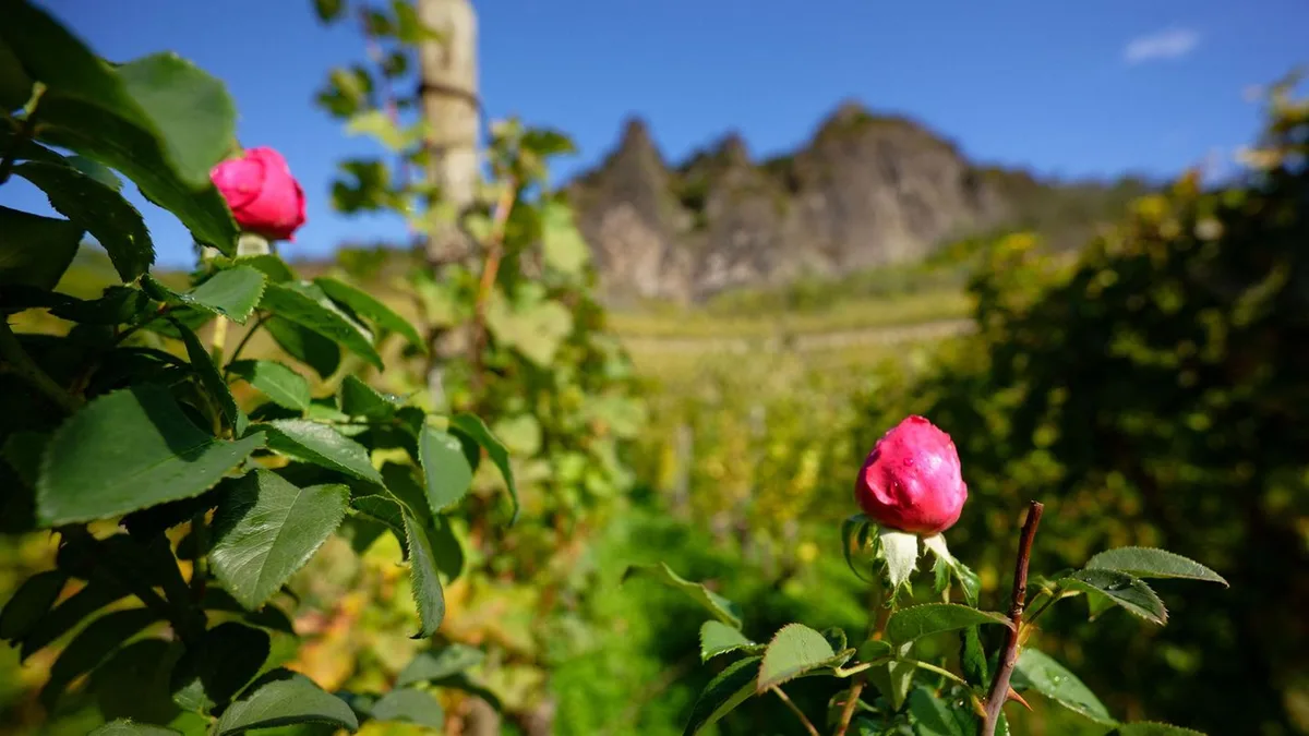 Sonne und milde Temperaturen: Neue Woche bringt Temperaturen um die 20 Grad