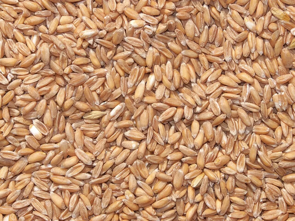 Farinha de trigo espelta: conheça essa alternativa ancestral ao trigo comum