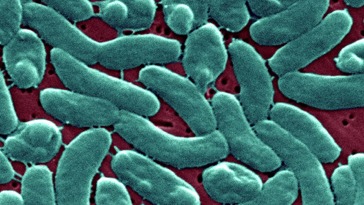 El calentamiento global está extendiendo las bacterias carnívoras en el agua: cómo puedes protegerte