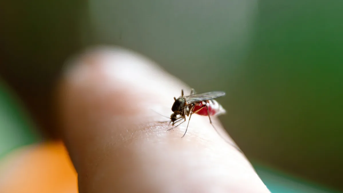 Mosquitos inimigos
