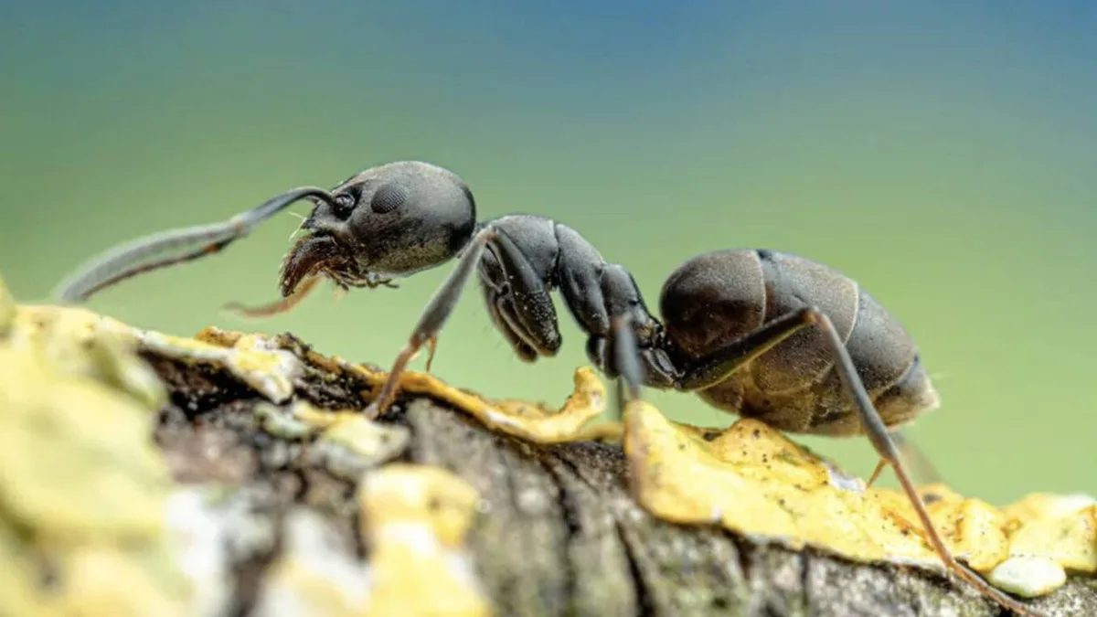 Puede formar 1.000 hormigueros por hectárea y sus reinas viven hasta 7 años: la especie invasora que ya está en la costa mediterránea