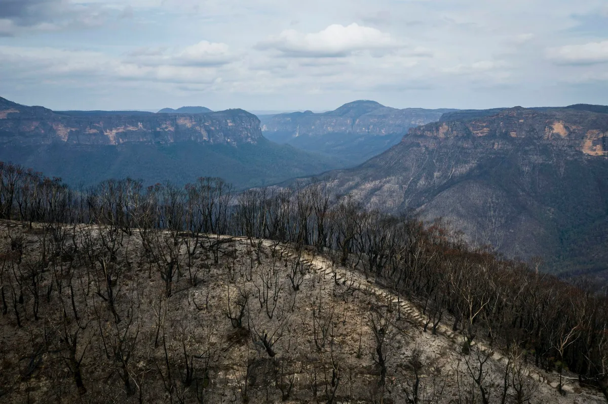 Despite years of rain, Blue Mountains forests still haven’t recovered from the Black Summer megafires