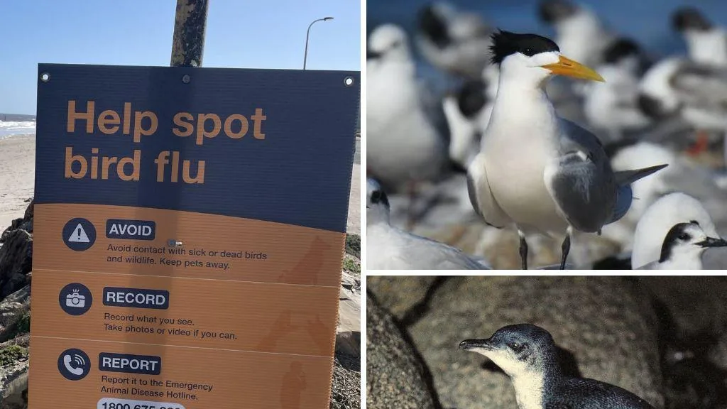 28 dead penguins found on Tasmania’s King Island spark bird flu fears