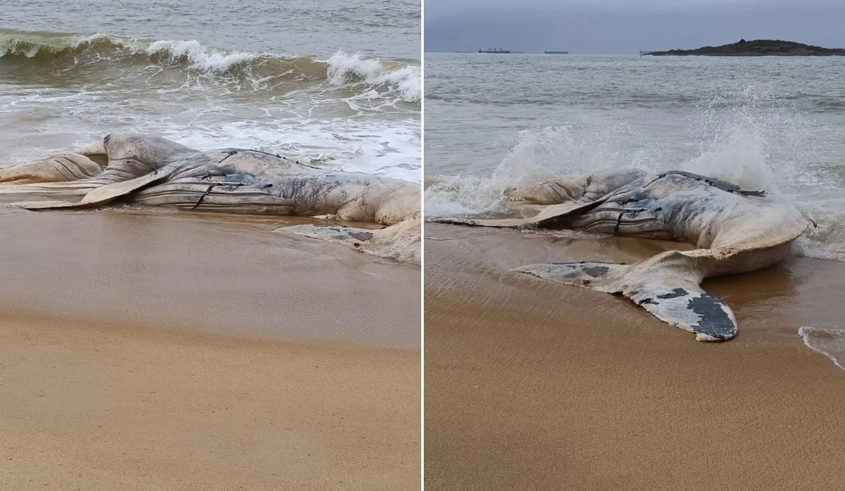 Baleia-jubarte juvenil é encontrada morta em Vila Velha