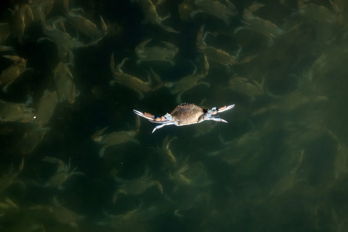 Scientists unleash army of octopuses to fight off blue crab invasion