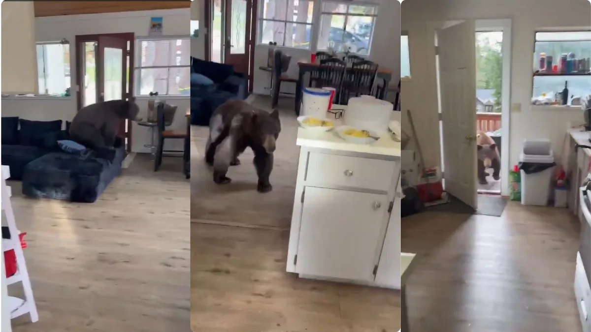 “¡Chite, chite!”: El insólito encuentro de un colombiano con un oso en su casa en California