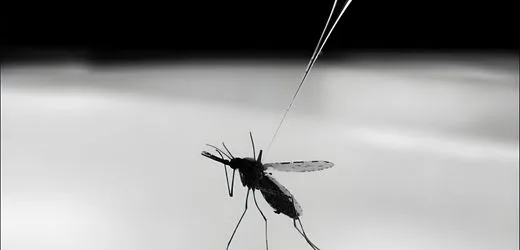 Malaria in Frankfurt Schwanheim: Wie gefährlich ist der Ausbruch?