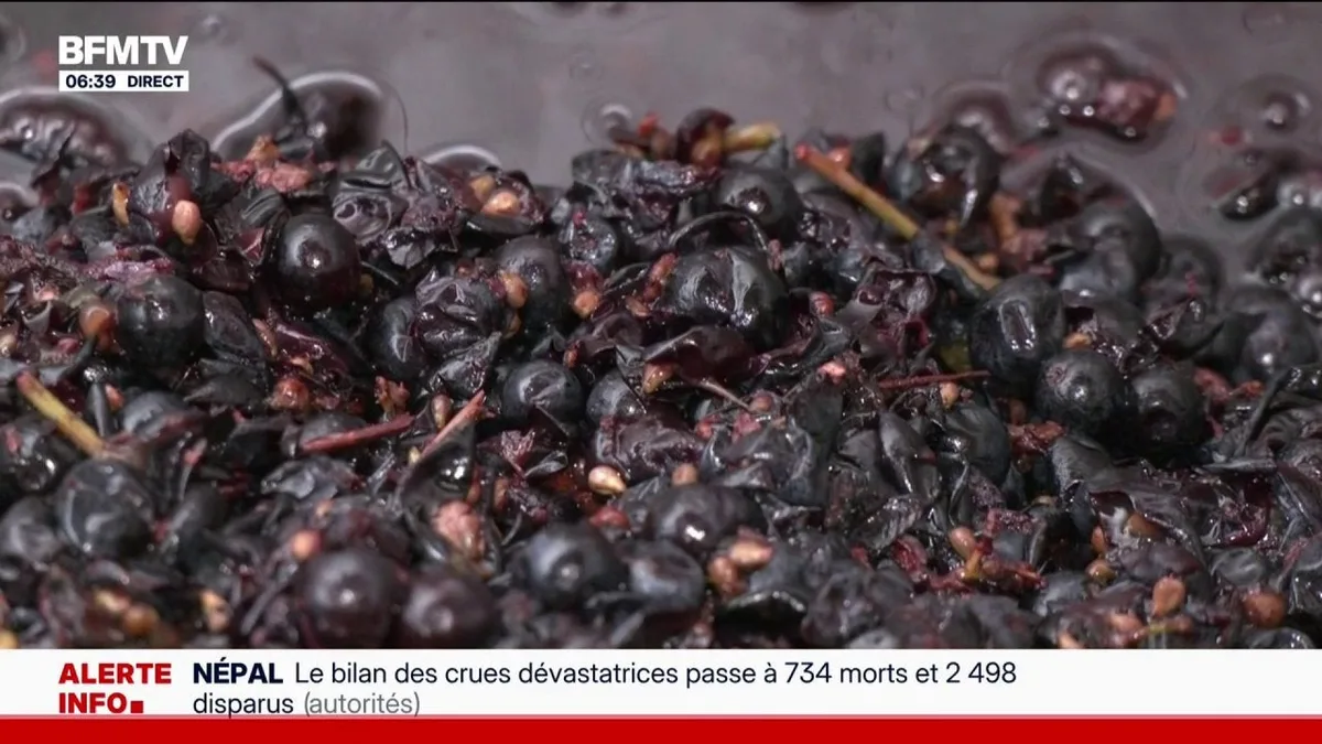 Gironde: les viticulteurs du Blayais contraints de vendanger prématurément après avoir perdu la moitié de leur vignoble suite à un violent orage de grêle