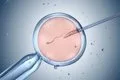 Vacunas: crean en laboratorio células B humanas para estudiar cómo mejoran los anticuerpos