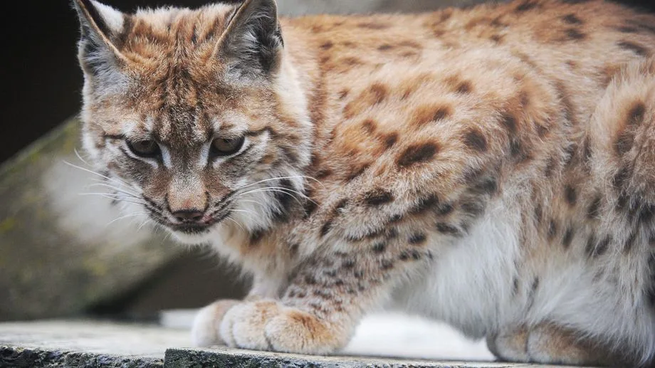 Le centre Athénas de l'Étoile, dans le Jura, réclame de toute urgence un moratoire sur la chasse dans la zone à lynx