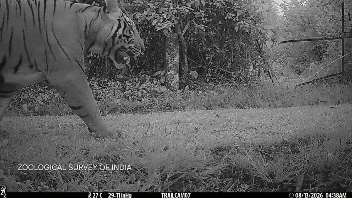 Male tiger photographed at Assam’s Dihing Patkai National Park