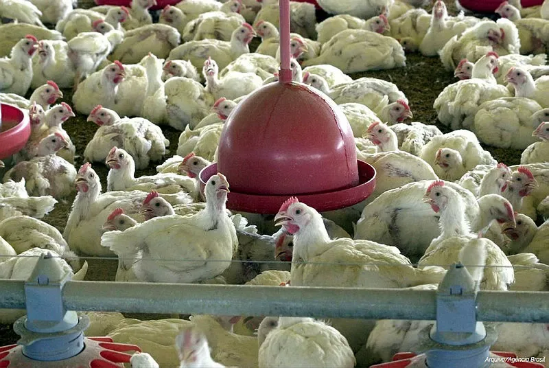 Bahia estende alerta contra circulação do vírus H5N1