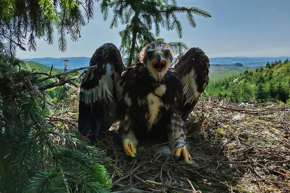 Judi Dench and Sam Heughan name fledgling eagles in conservation project