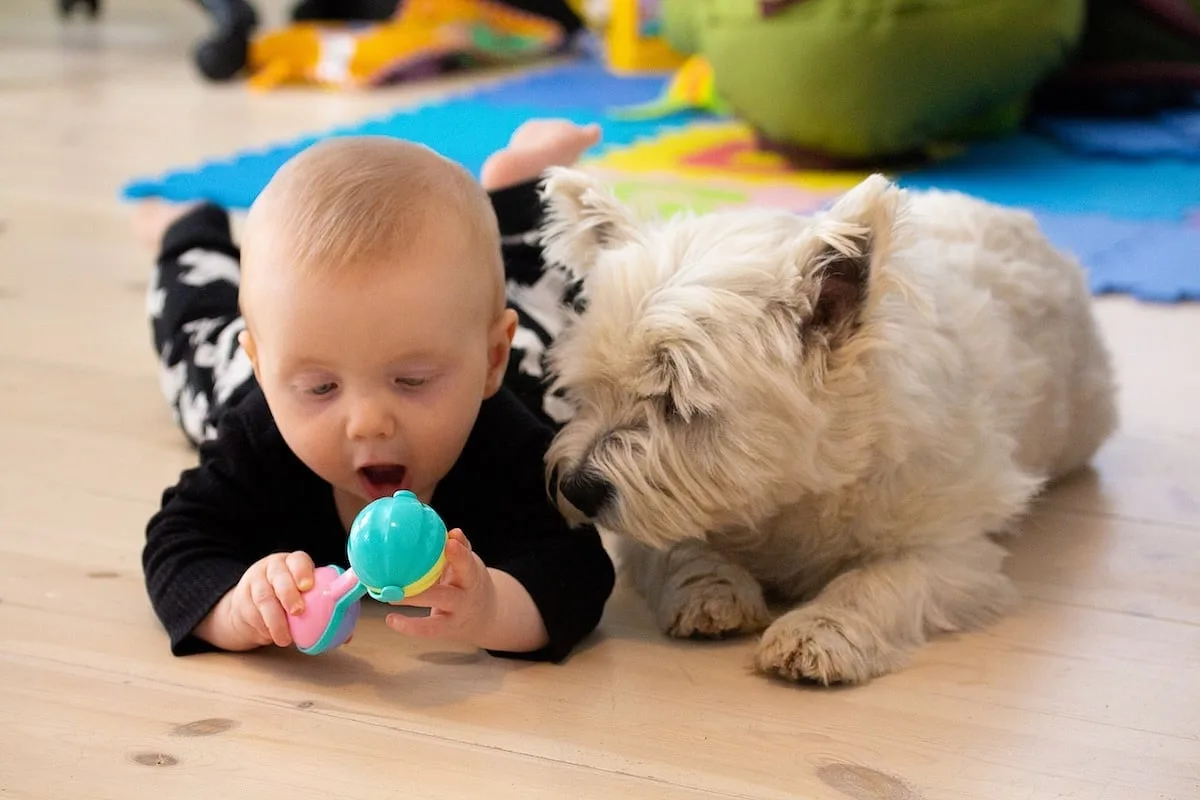 Las mascotas pueden portar gérmenes resistentes a los antibióticos