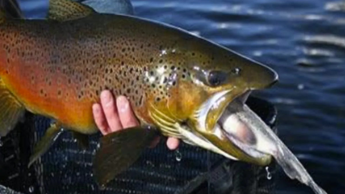 Fish Removal Reshapes River: Experiment slashed trout, lifted native chub; impact still unclear