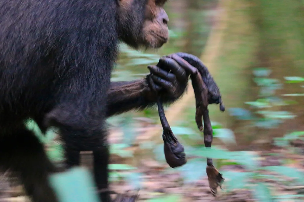 Algumas mães chimpanzés carregam seus filhotes mortos por meses