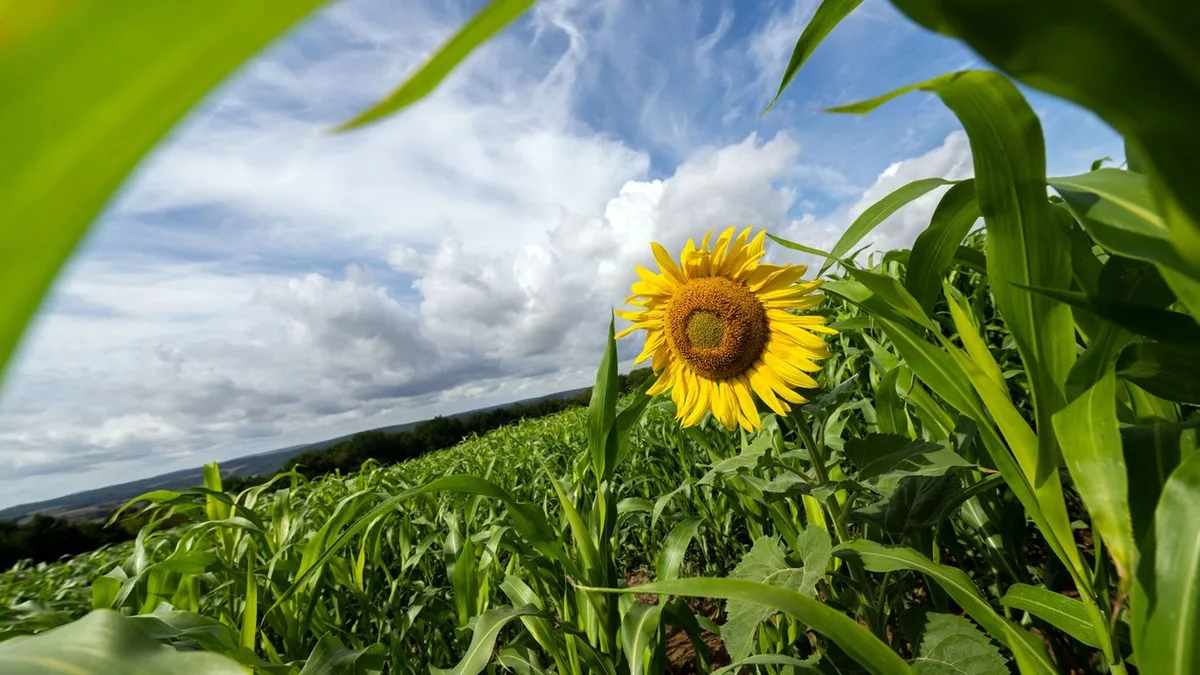 Wetter in Bayern: Nach trüben Tagen Sonne - Freitag wieder Regen