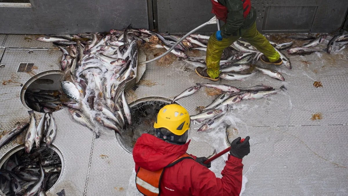 Fish in American fish sticks is fueling a fight over trawling in Alaska