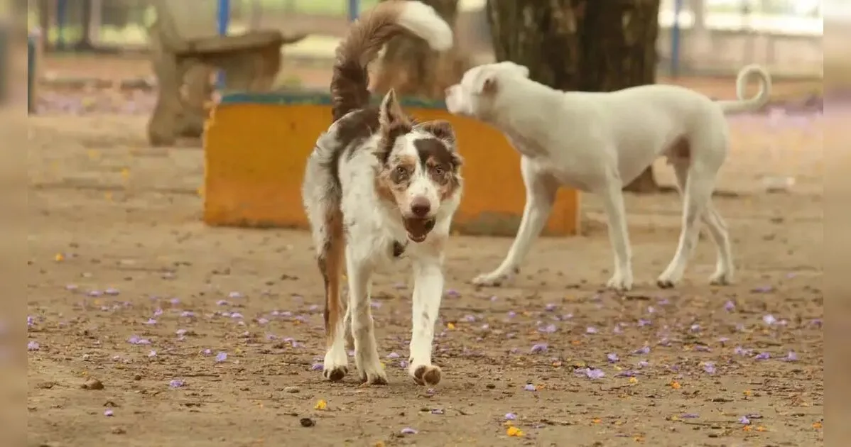 Cachorros soltos avançam contra mulher e filha em Faxinal