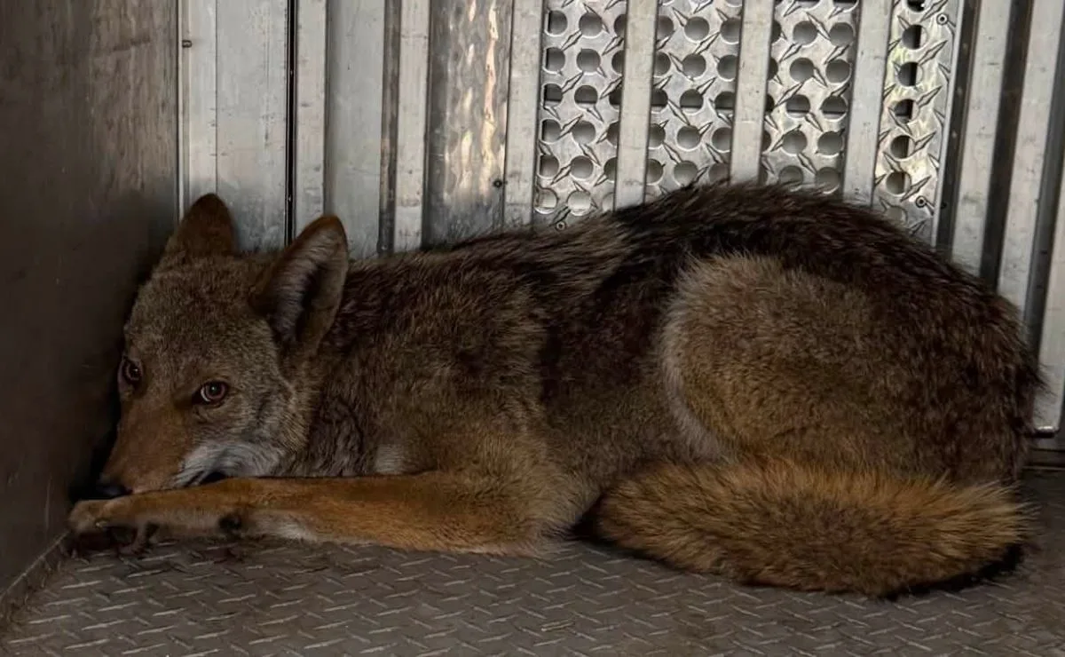 Animal selvagem fica preso entre paredes de beco e é resgatado por equipes; veja as imagens