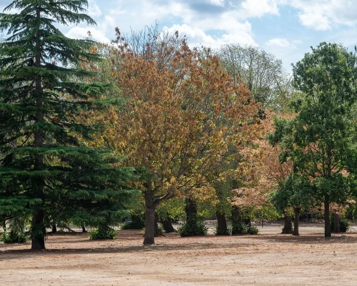 High winds during El Niño could be deadly for England’s stressed trees, say experts