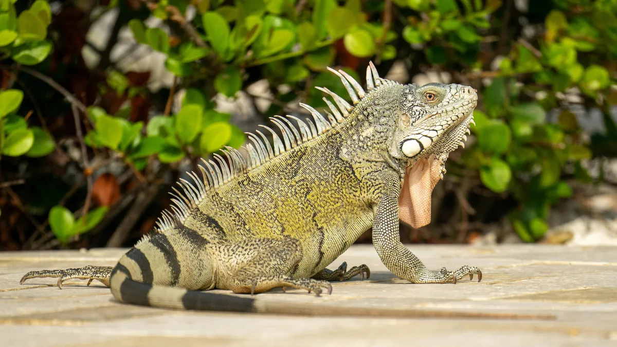 Boca Raton council votes to fine $100 minimum for feeding iguanas and pigeons