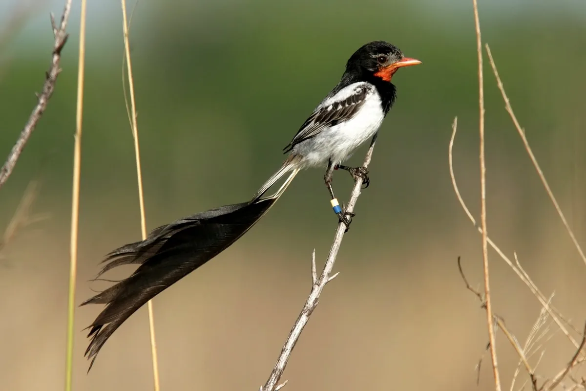 110 años de Aves Argentinas