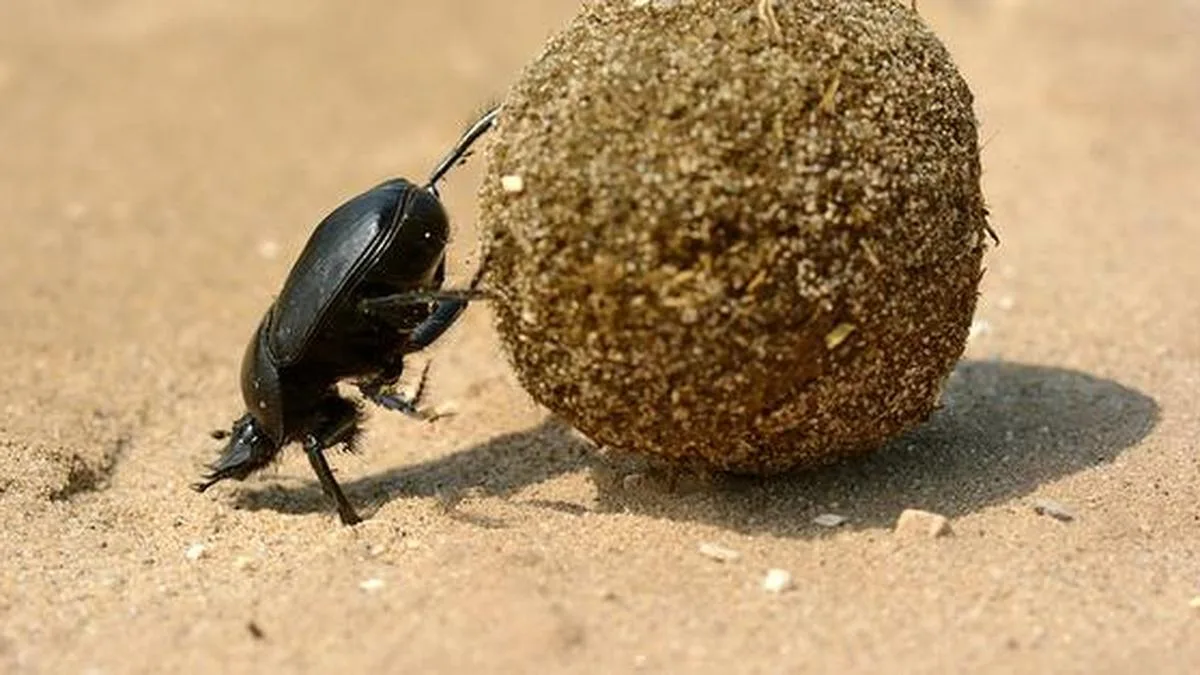 Dung beetles prefer dog poop, but their children pay the price