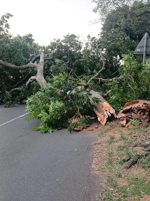 Residents without power as strong winds damage eThekwini's electricity infrastructure