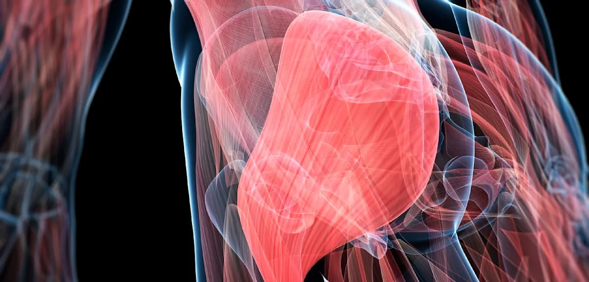 „Eine Unterfunktion der Gesäßmuskeln ist mit vielen orthopädischen Problemen verbunden“