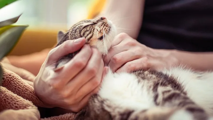Los psicólogos coinciden: las personas con ansiedad que tienen un gato establecen un apego más inseguro con él