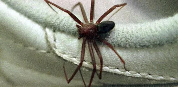 A regra dos '4 As' para afastar de vez as aranhas de casa, segundo biólogo