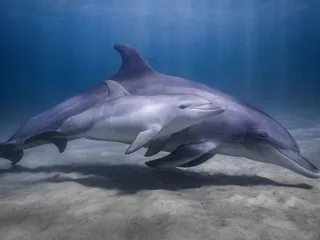 ENTRETIEN. COP17 Biodiversité : « Il n’est plus question de notre maison commune qu’est la Terre », estime ce diplomate