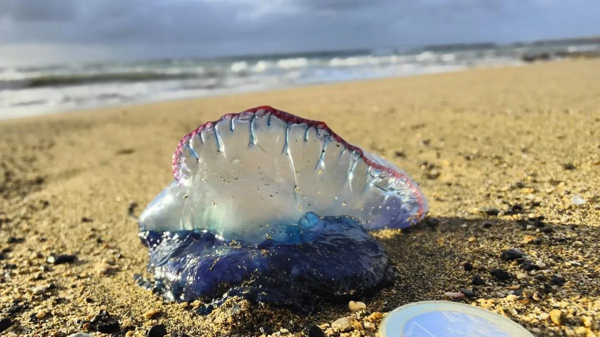 La carabela portuguesa empieza a expandirse por el Cantábrico y 'amenaza' el verano