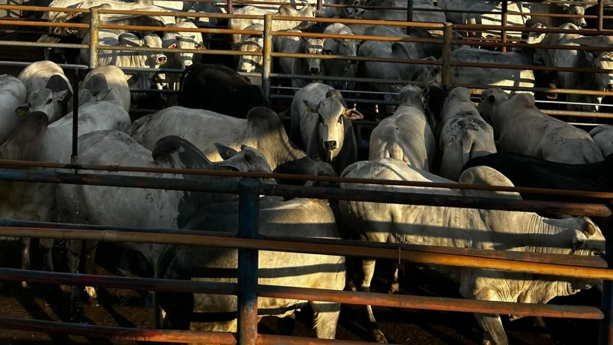 Preço do boi gordo chega a R$ 335 com baixa oferta de animais