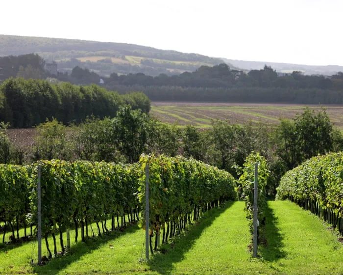 Kent is having a champagne moment: ‘English wine has gone from a joke to world-class’