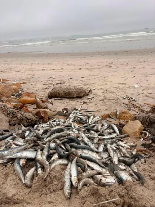 Pilchard herpesvirus detected in sardines: Dead fish wash up near Milnerton