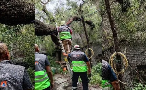 Cae árbol dentro de un domicilio en alcaldía Coyoacán; no hay personas lesionadas