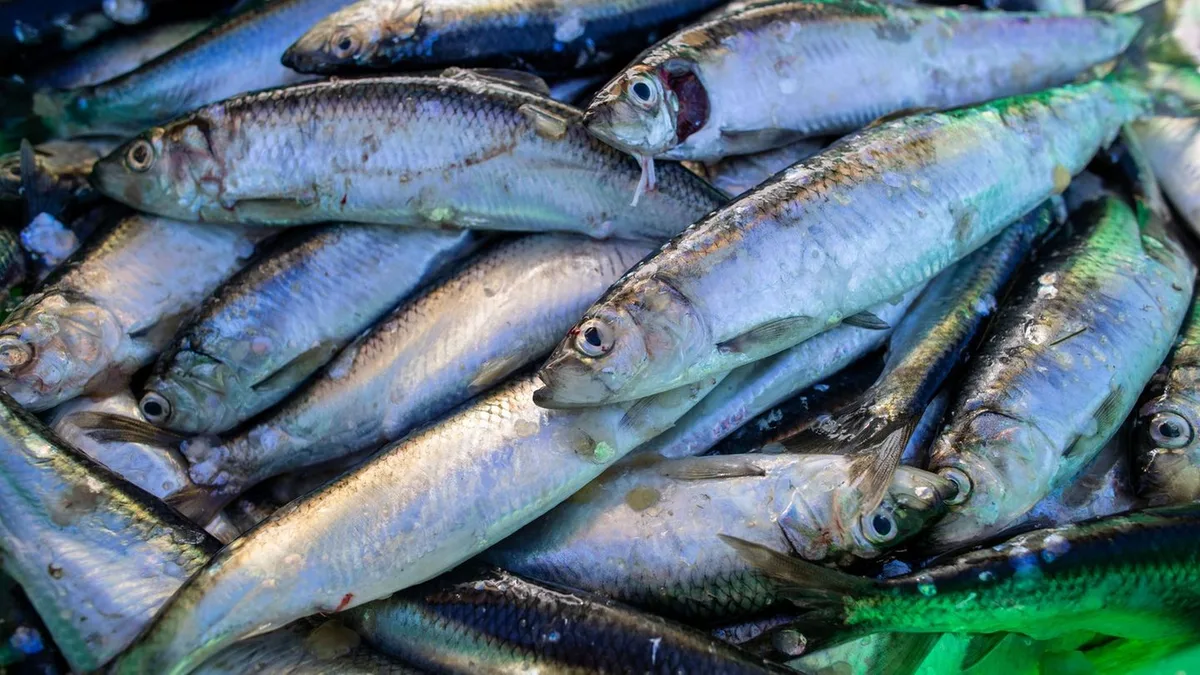 Fischfang: Ende für Hering-Fang in der Ostsee? Vorschlag aus Brüssel